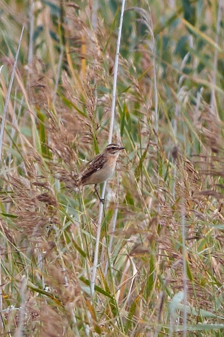 Whinchat - ML113432361