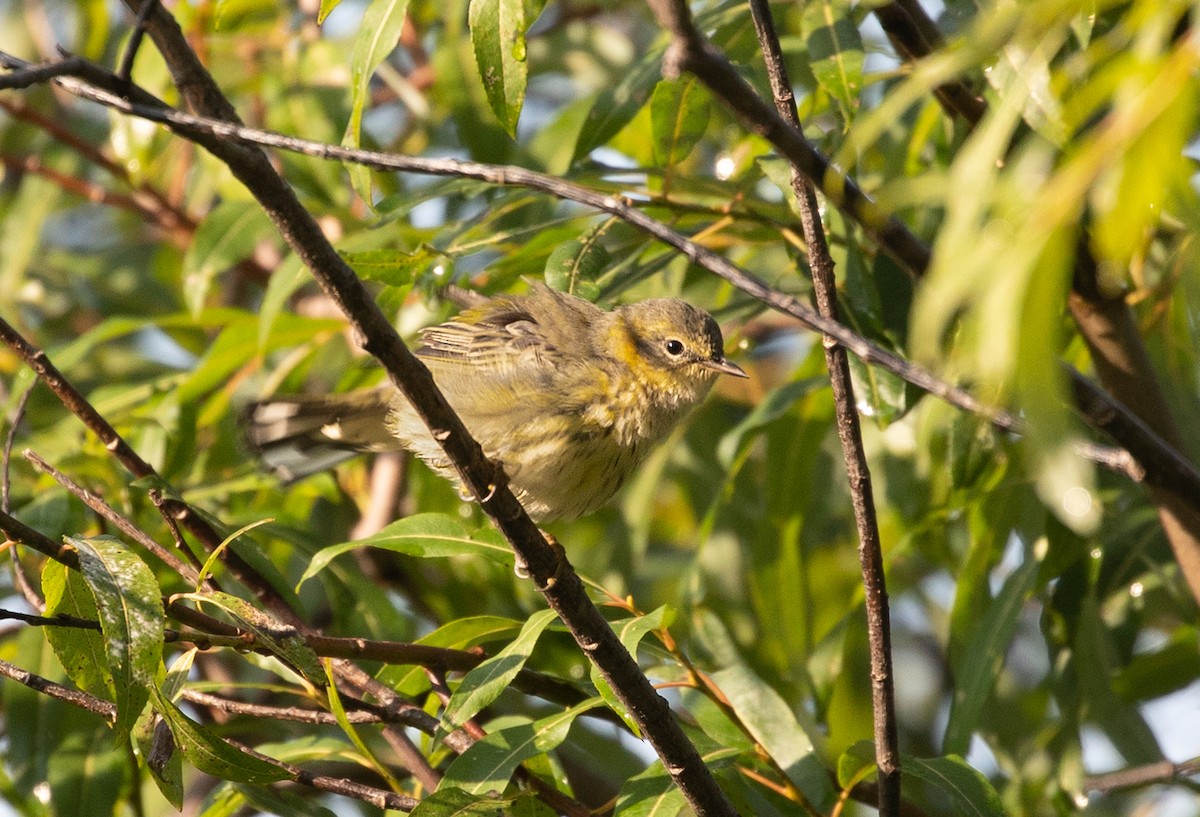 Cape May Warbler - ML113435221
