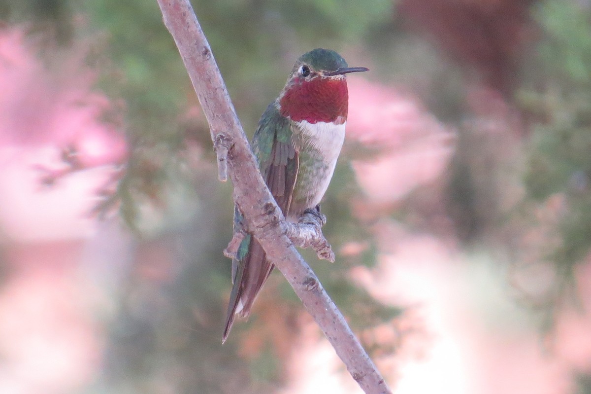 Broad-tailed Hummingbird - Steve Svedeman