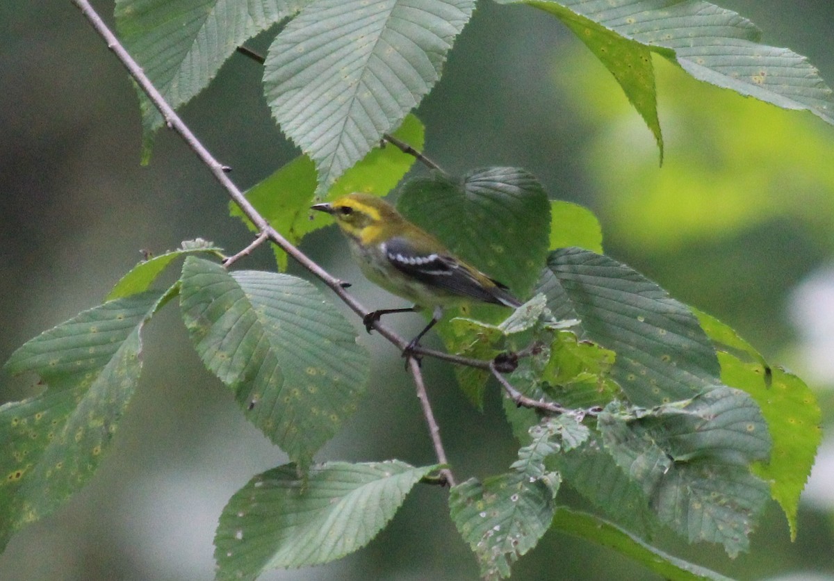 Black-throated Green Warbler - ML113439831