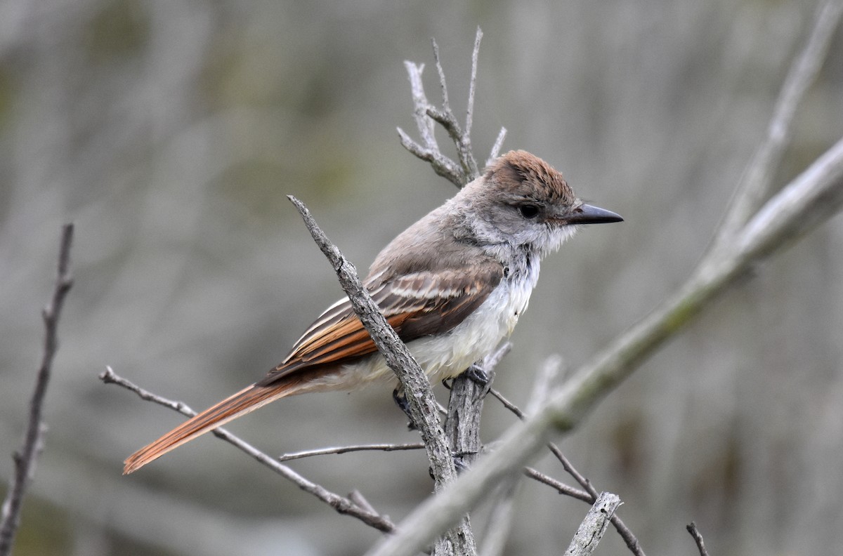 Ash-throated Flycatcher - Kevin Lapp