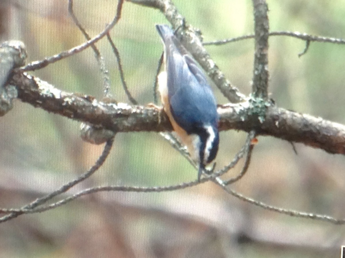 Red-breasted Nuthatch - ML113442411