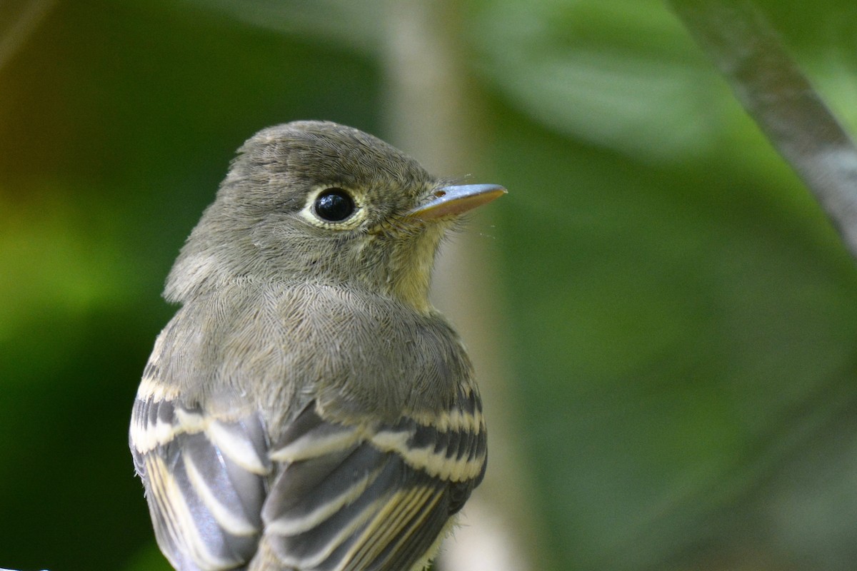 Western Flycatcher (Pacific-slope) - Will Brooks