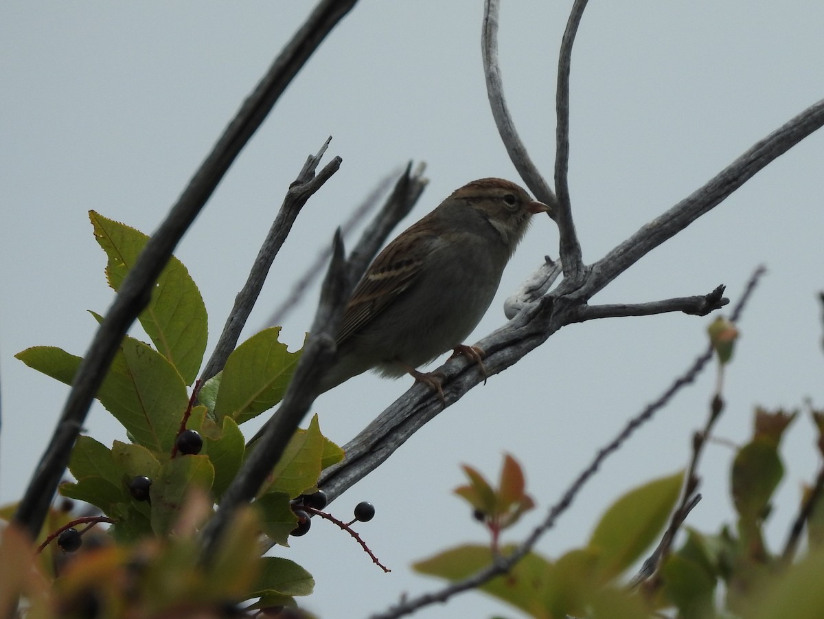 Chipping Sparrow - ML113455461