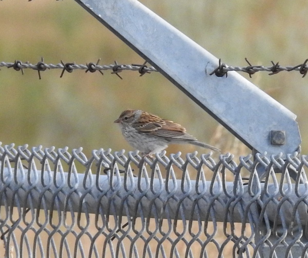 Chipping Sparrow - ML113455491