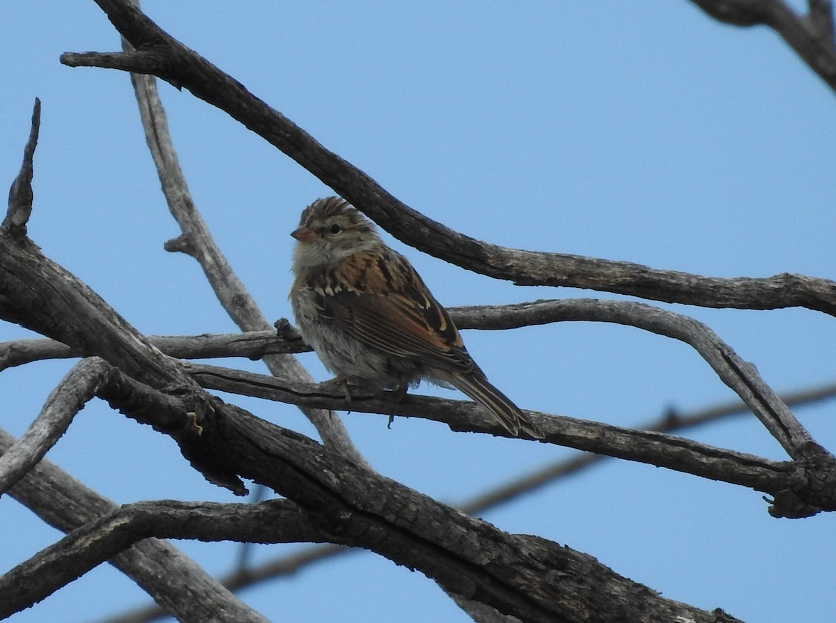 Chipping Sparrow - ML113455511