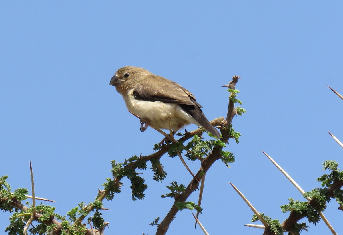 African Silverbill - Keith Gregoire