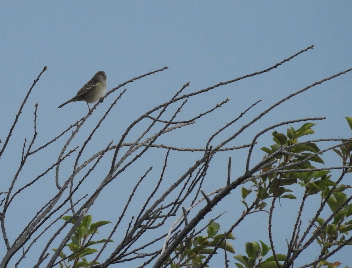White-crowned Sparrow - ML113458771