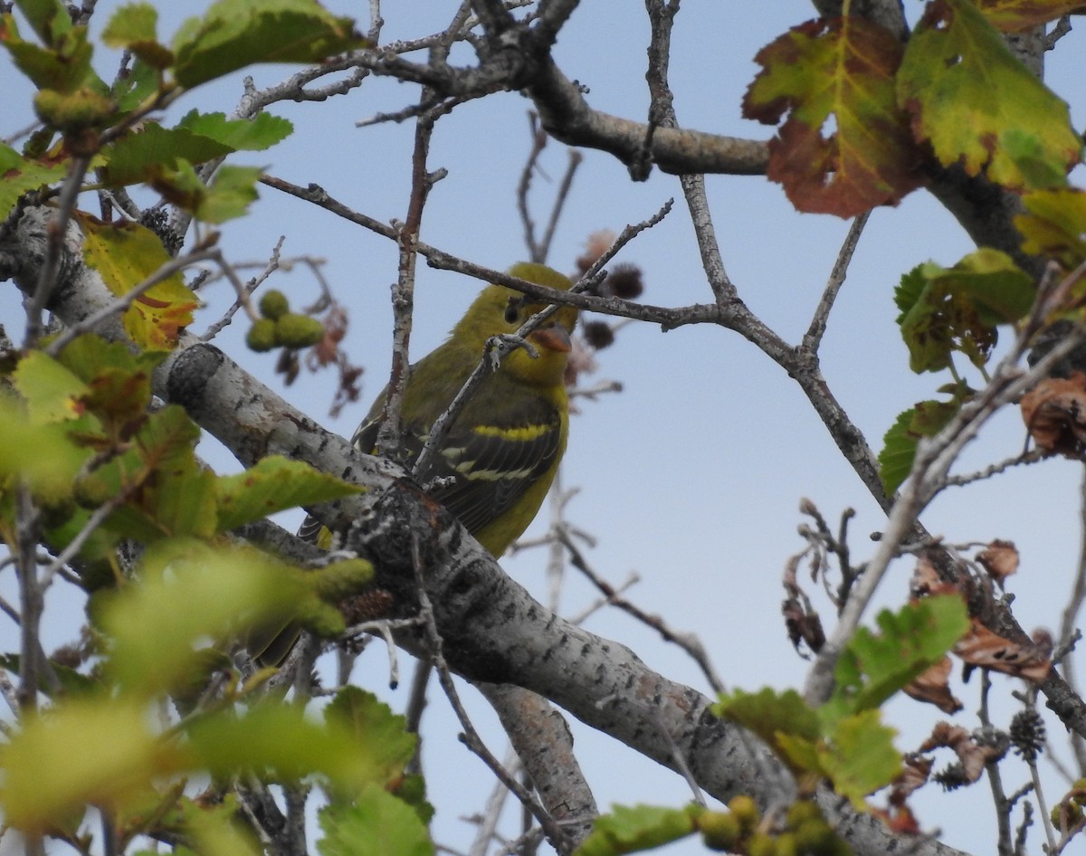 Western Tanager - ML113459051