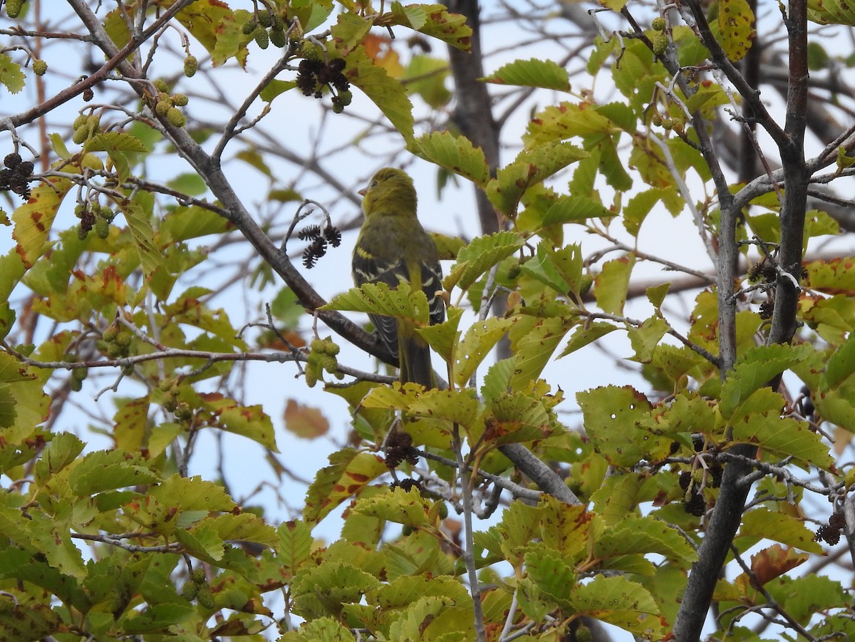 Western Tanager - ML113459061