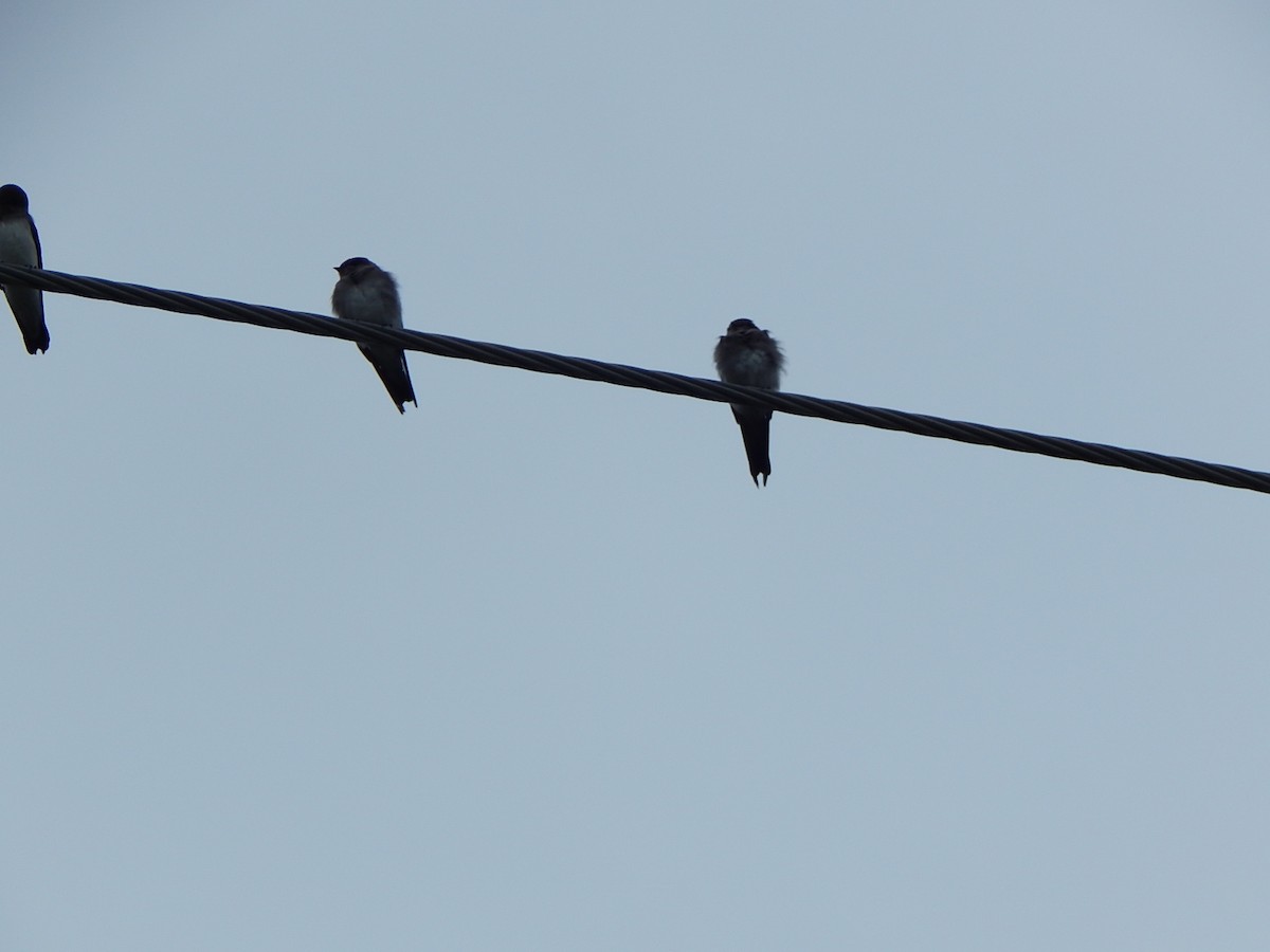 Northern Rough-winged Swallow - Nabila Siddiqui
