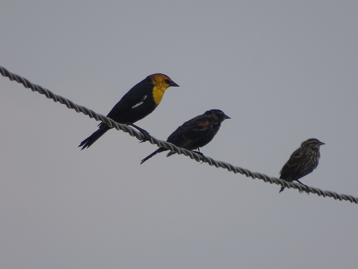Yellow-headed Blackbird - ML113464101