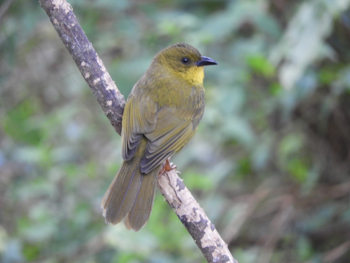 Olive-green Tanager - ML113464631