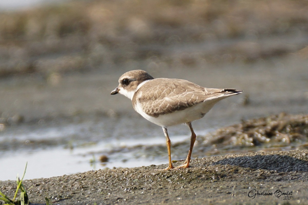 Semipalmated Plover - ML113465691