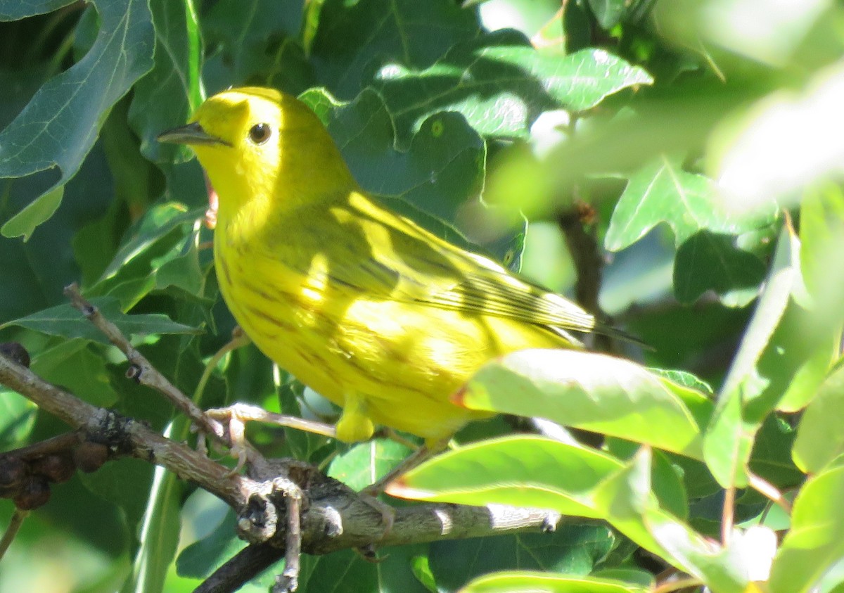 Yellow Warbler - Byron Greco