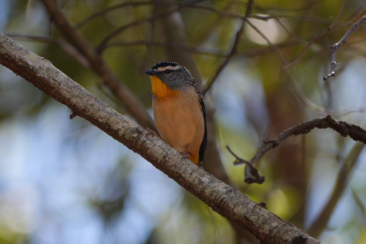 Spotted Pardalote - ML113466971