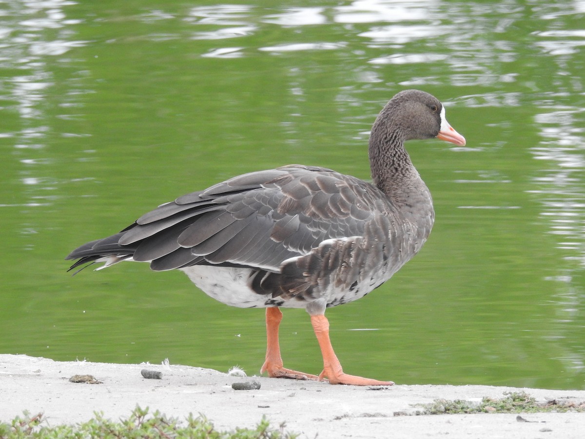 Greater White-fronted Goose - Doug Lithgow