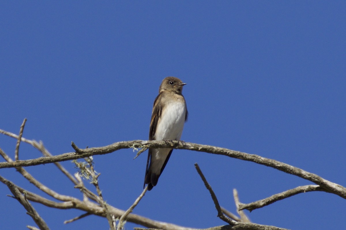 Northern Rough-winged Swallow - Nicole Desnoyers