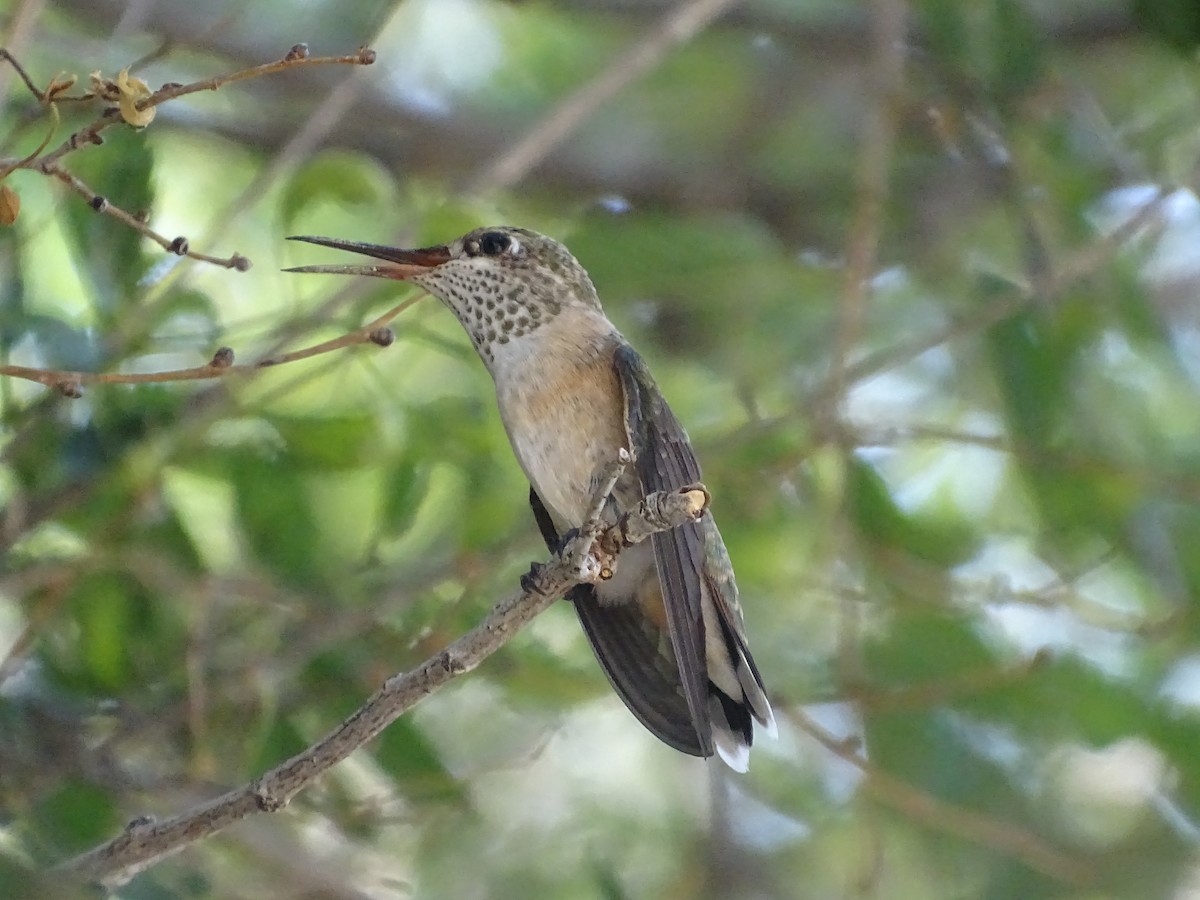 Calliope Hummingbird - Shey Claflin