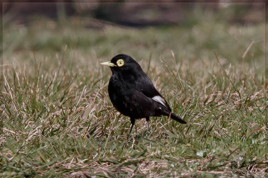 Spectacled Tyrant - ML113473391
