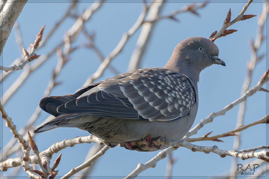 Spot-winged Pigeon - ML113473871