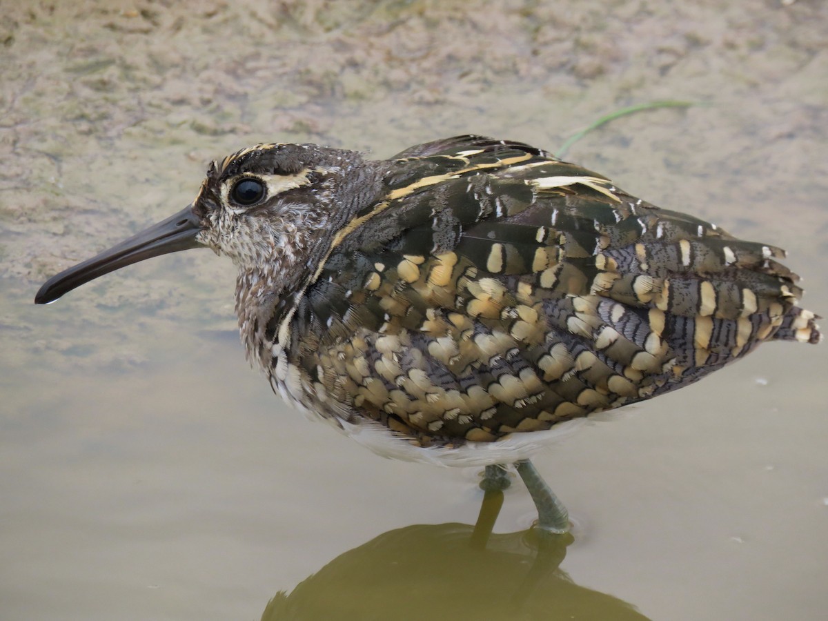 Greater Painted-Snipe - Keith Gregoire