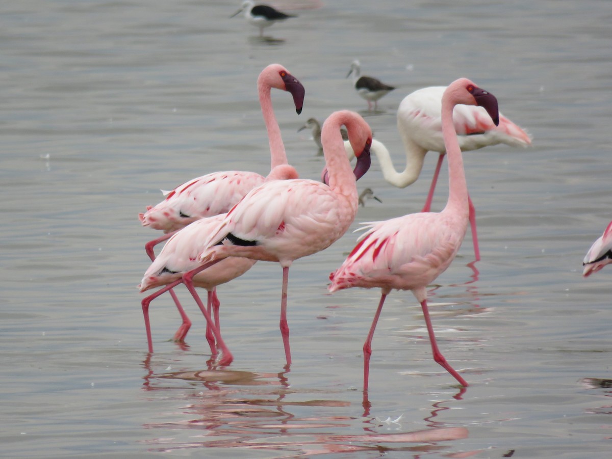Lesser Flamingo - Keith Gregoire