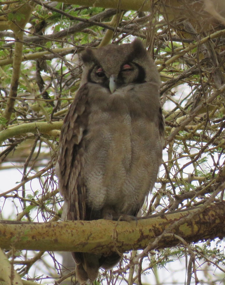 Verreaux's Eagle-Owl - Keith Gregoire