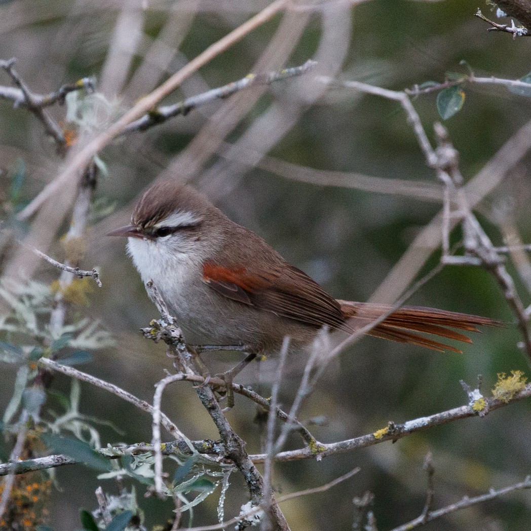 Stripe-crowned Spinetail - Silvia Faustino Linhares