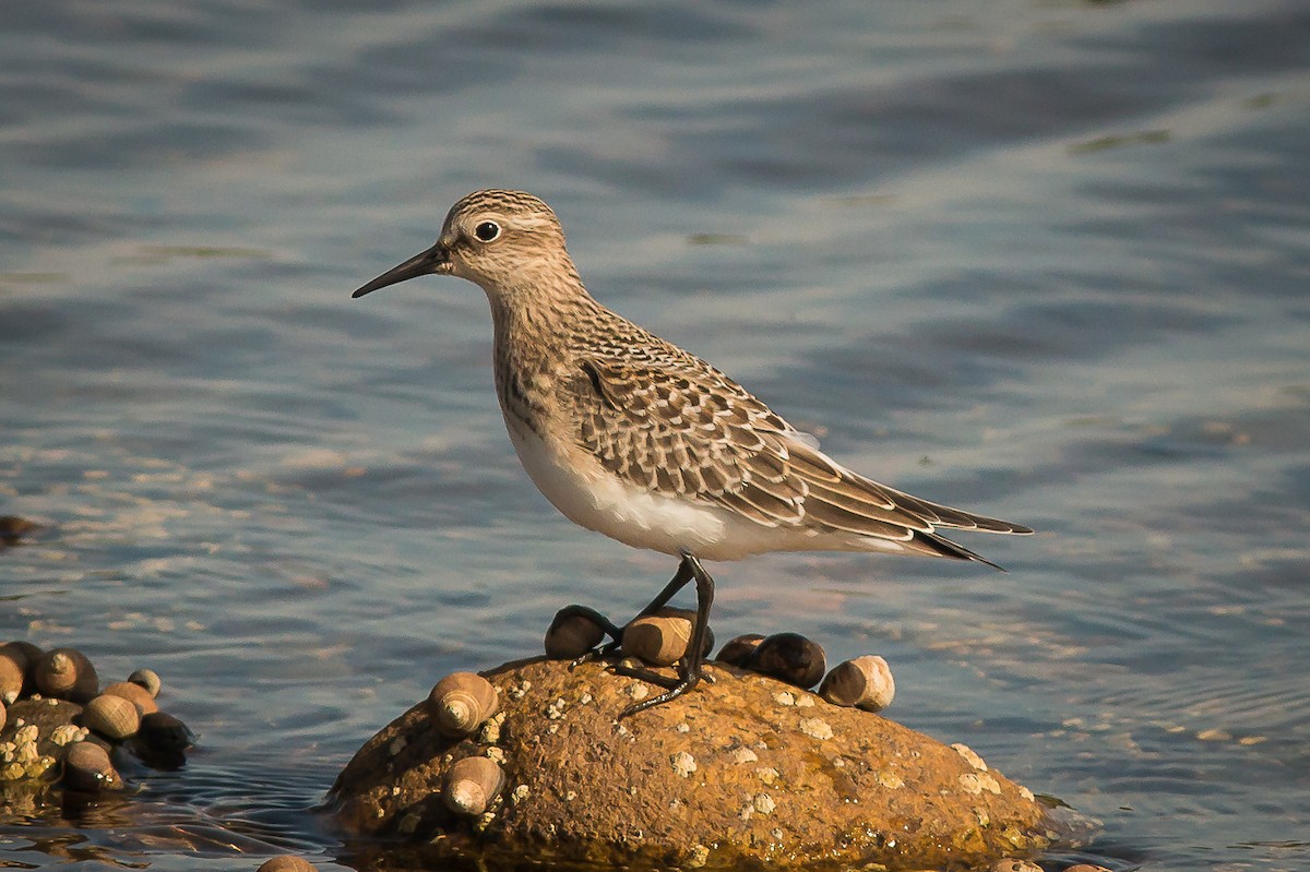 Baird's Sandpiper - Terry Boswell