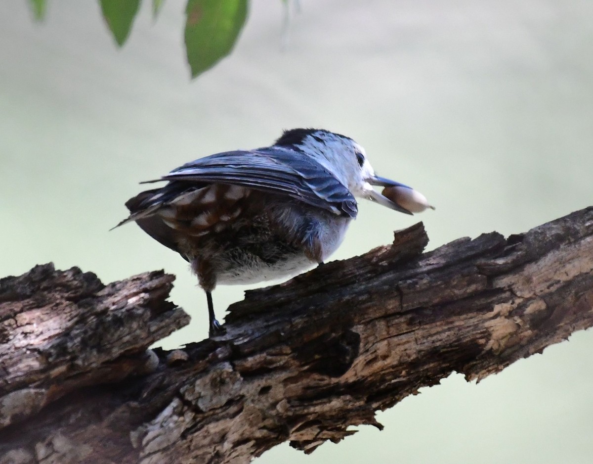White-breasted Nuthatch - ML113485491