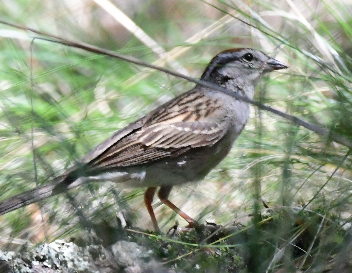 Chipping Sparrow - ML113487161
