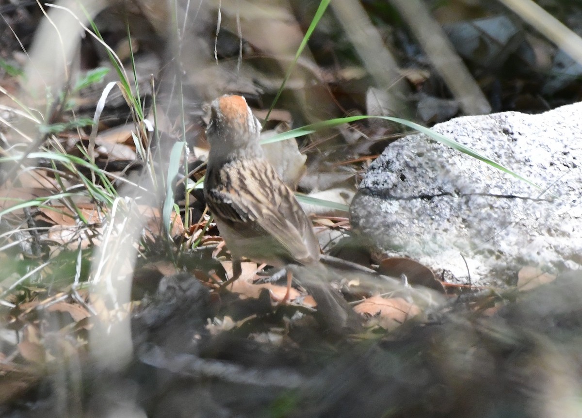 Chipping Sparrow - ML113487911