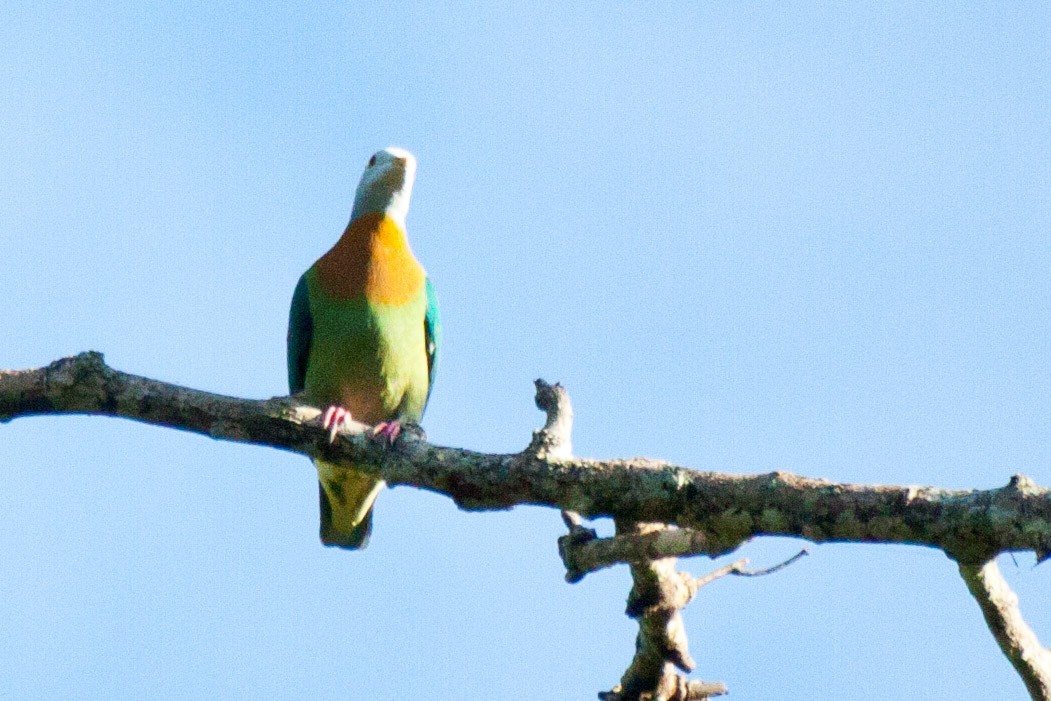 Pink-spotted Fruit-Dove - ML113489181