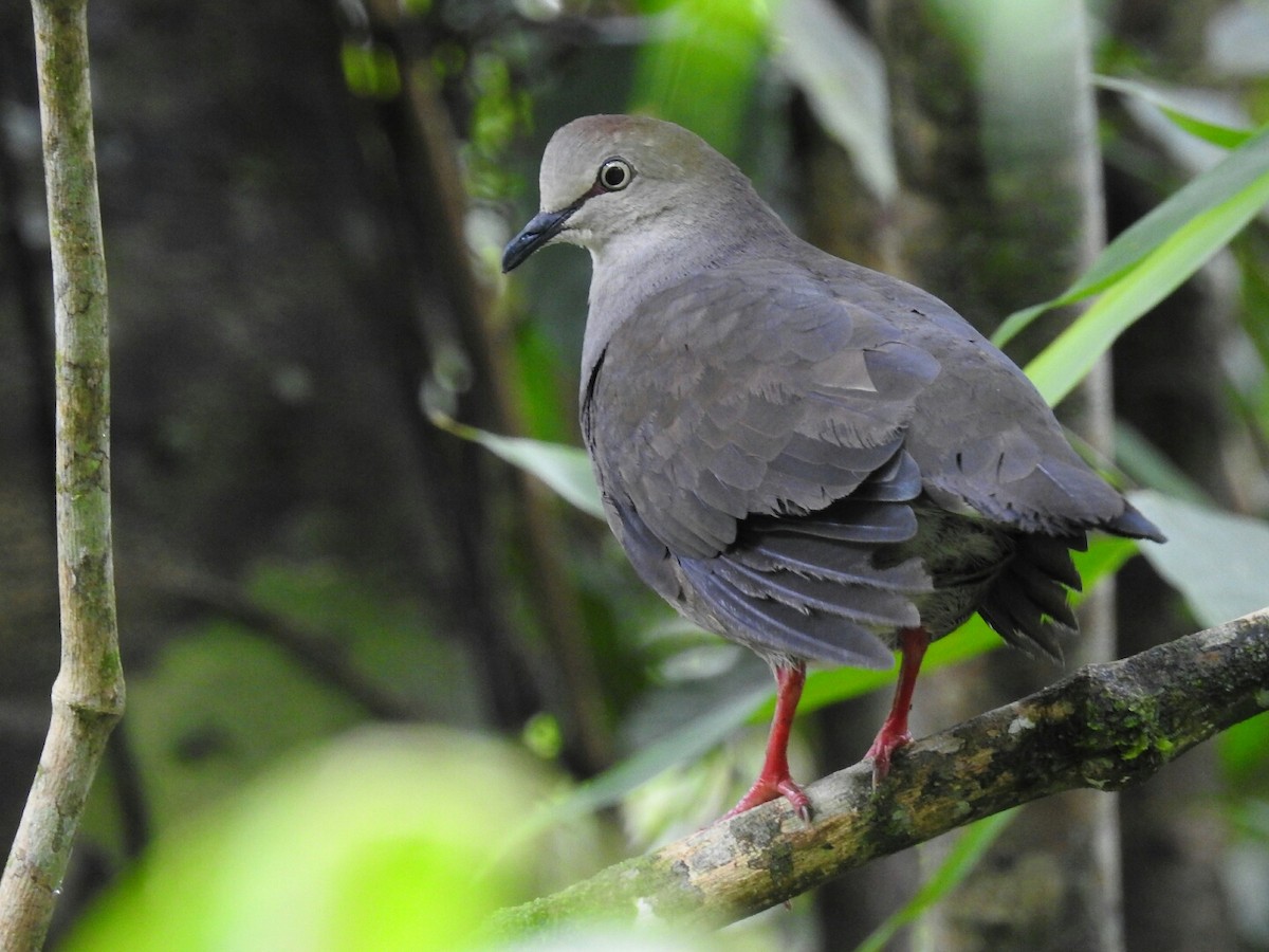 Gray-chested Dove - ML113490951