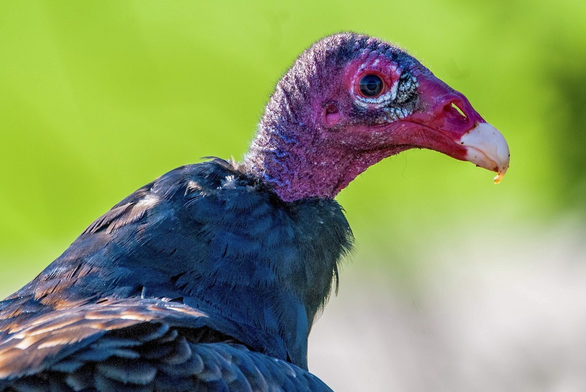 Turkey Vulture - Andrew Simon