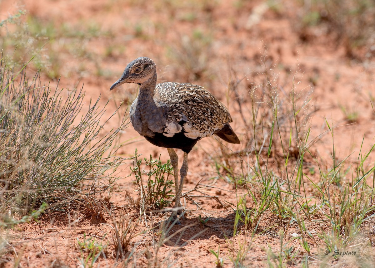 Red-crested Bustard - ML113496751