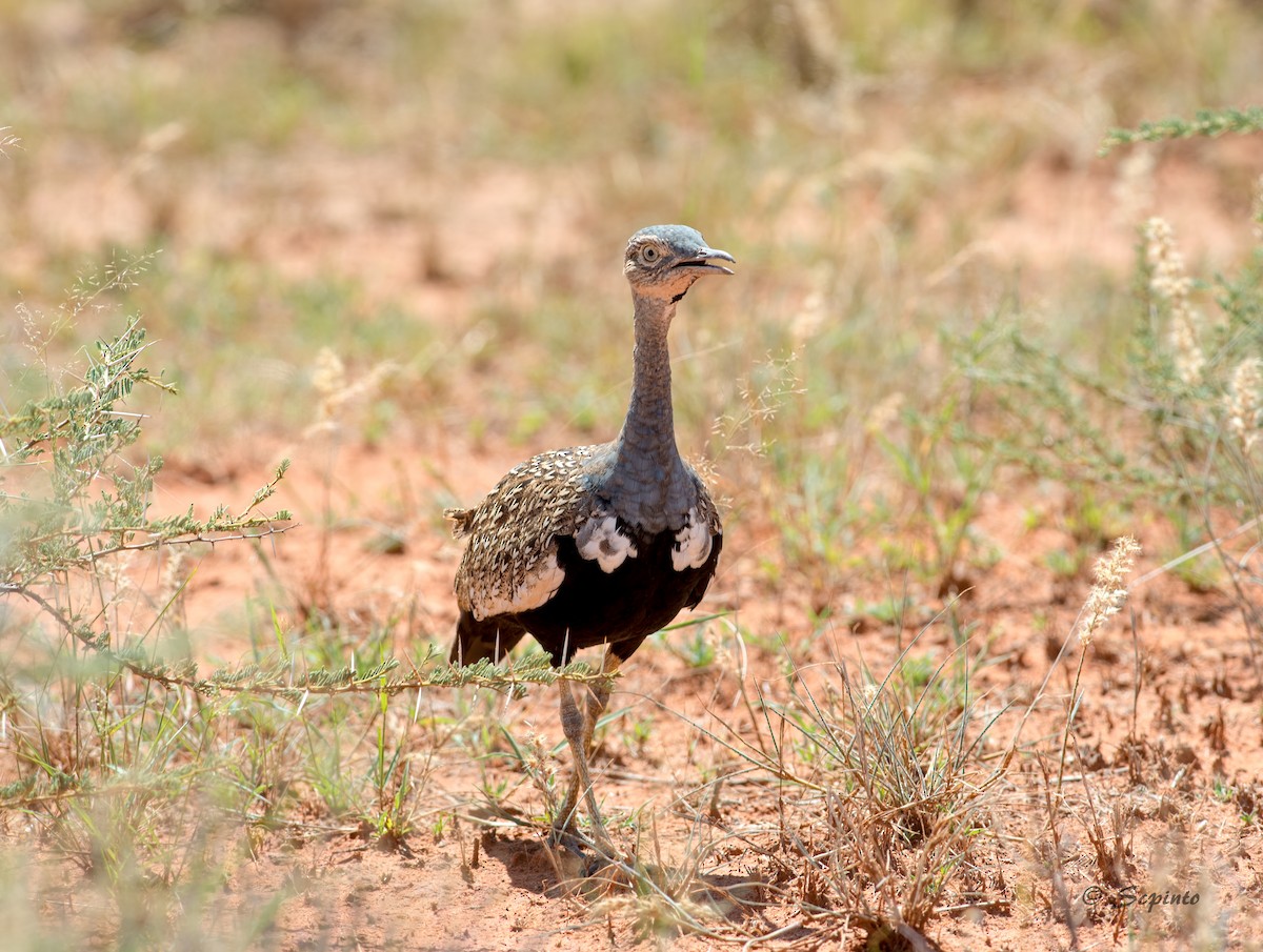Red-crested Bustard - ML113496771