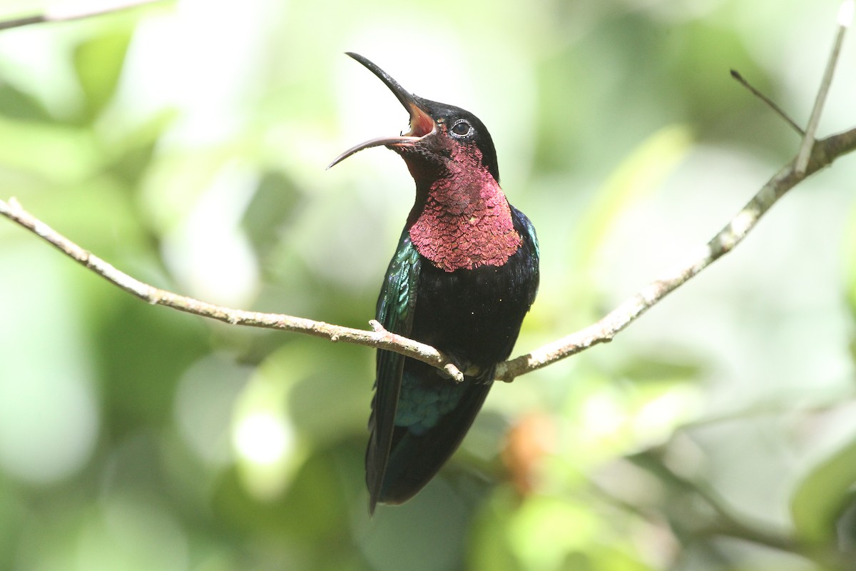 kolibřík nachovohrdlý - ML113497551