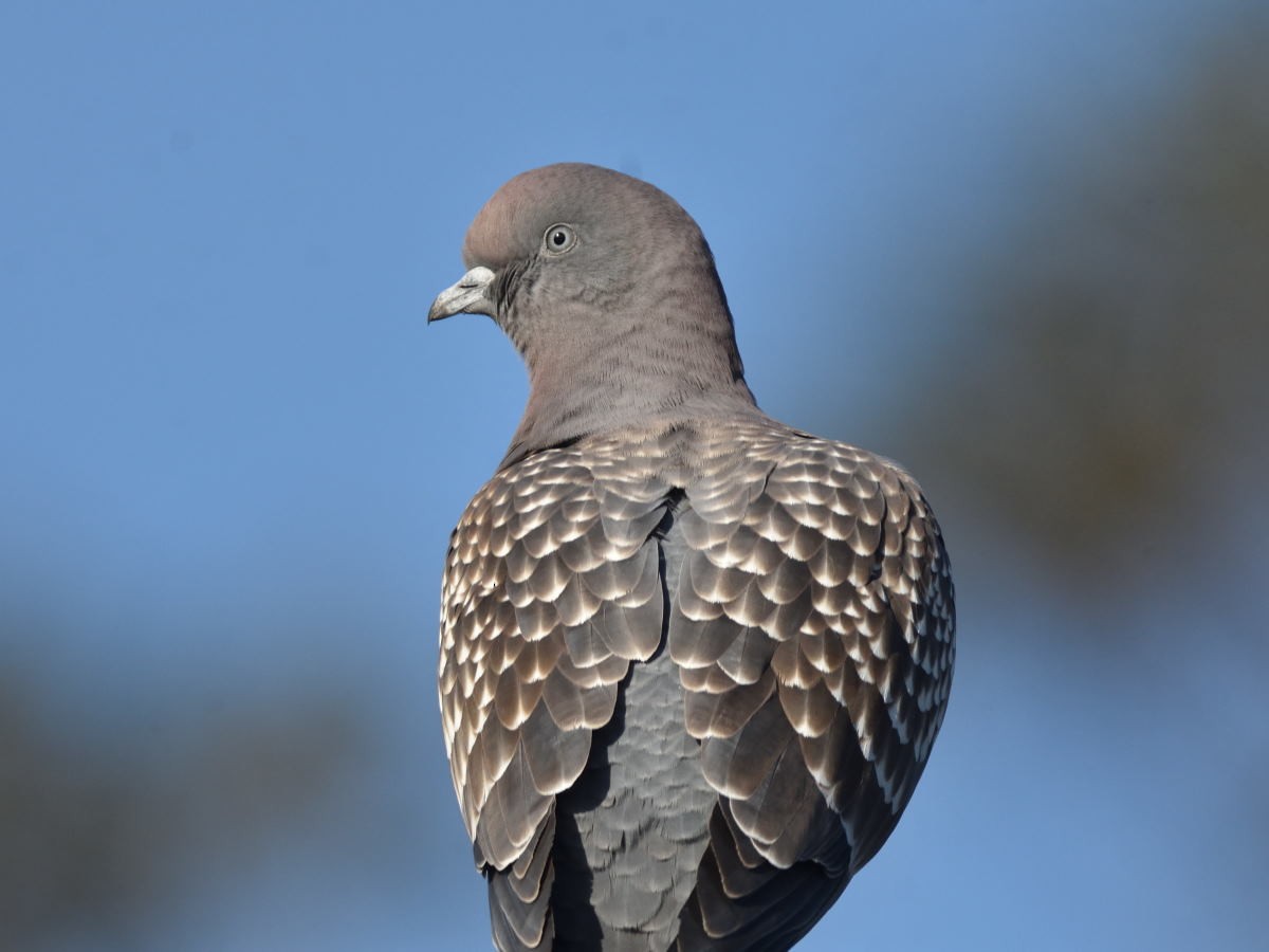 Spot-winged Pigeon - Victor Hugo Michelini