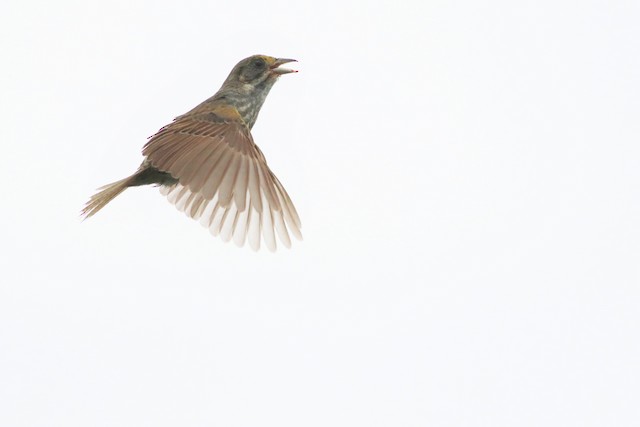 Seaside Sparrow performing flight song display. - Seaside Sparrow - 