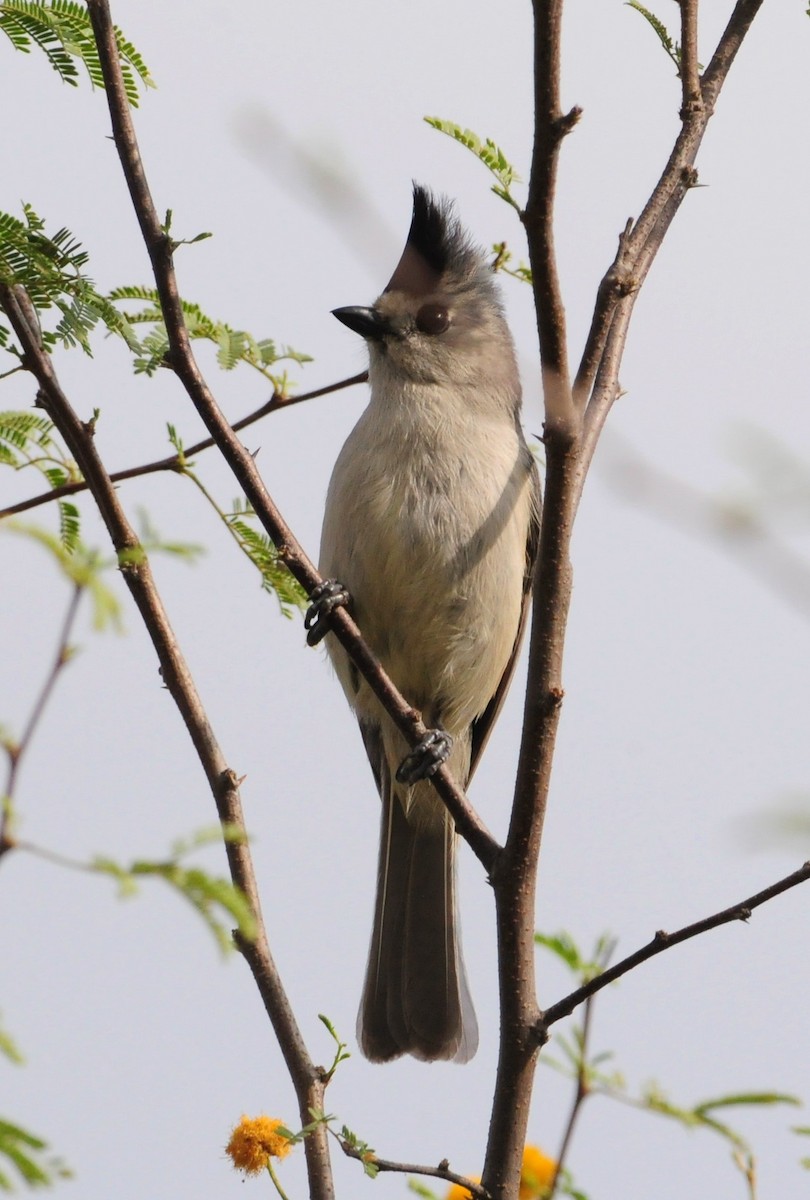 Black-crested Titmouse - ML113503081