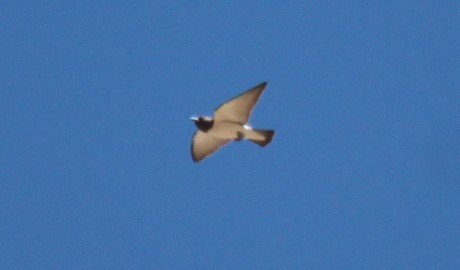 White-breasted Woodswallow - Emma Hedges