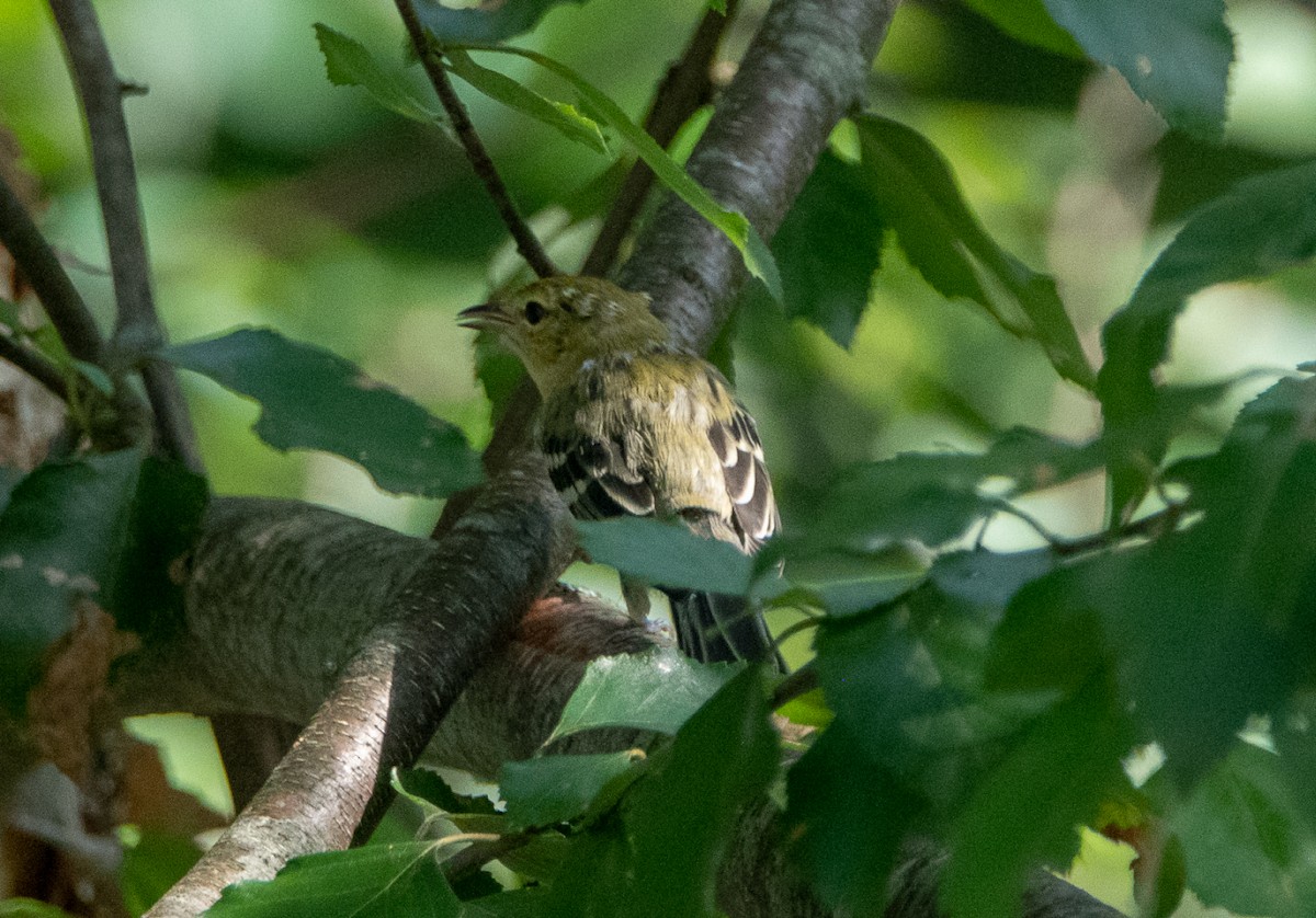 Bay-breasted Warbler - ML113507551