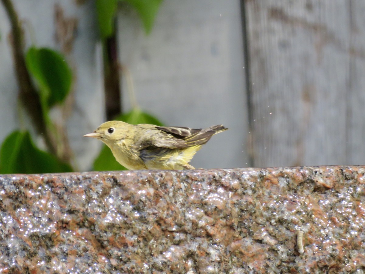 Yellow Warbler - Daphne Hatch