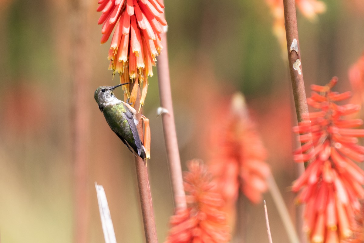 Broad-tailed Hummingbird - Ana Paula Oxom