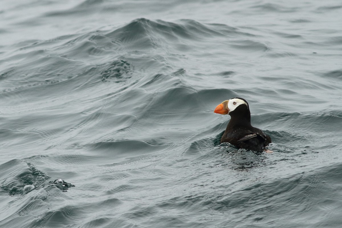 Tufted Puffin - Liam Waters