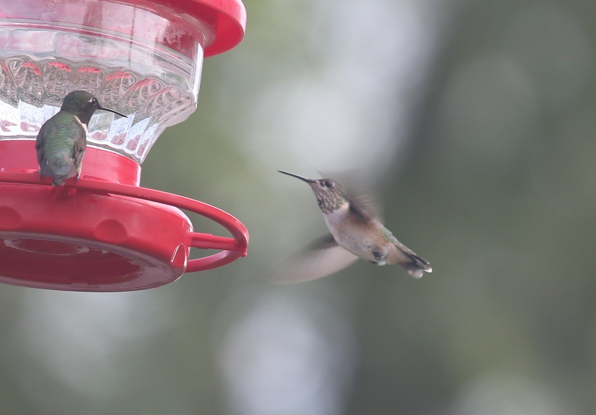 Calliope Hummingbird - ML113513601