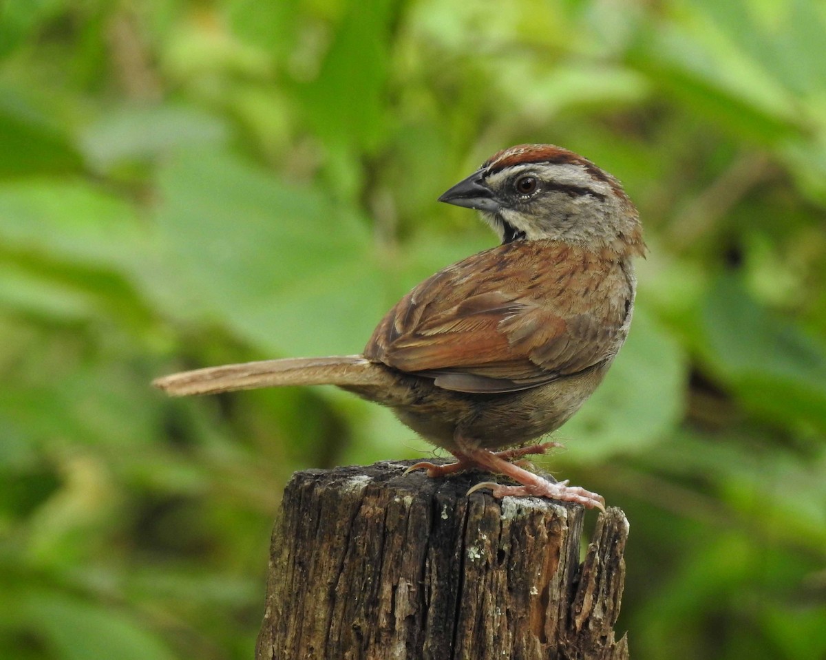 Rusty Sparrow - ML113516531