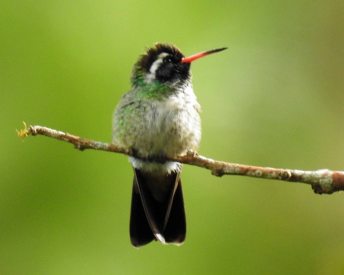 kolibřík bělouchý - ML113516671